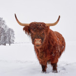 Highland Cattle