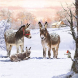 Donkeys in Snow