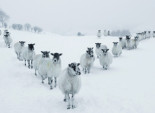 Winter Sheep in the Snow