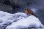A Snowy Day