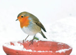 Robin on a Plant Pot